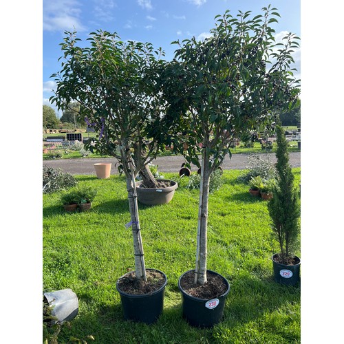 230 - Portuguese Laurel 7ft - 2