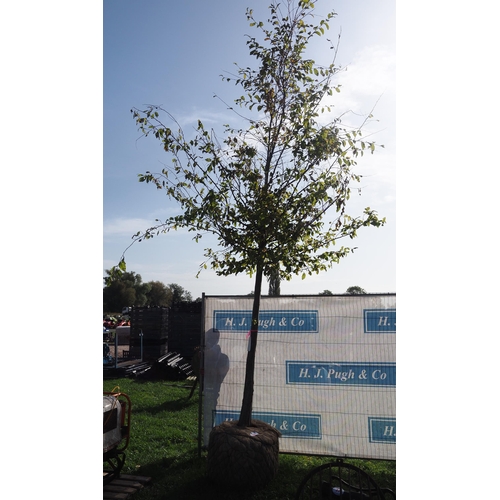 28 - Carpinus Betulus Rootball 16ft - 1