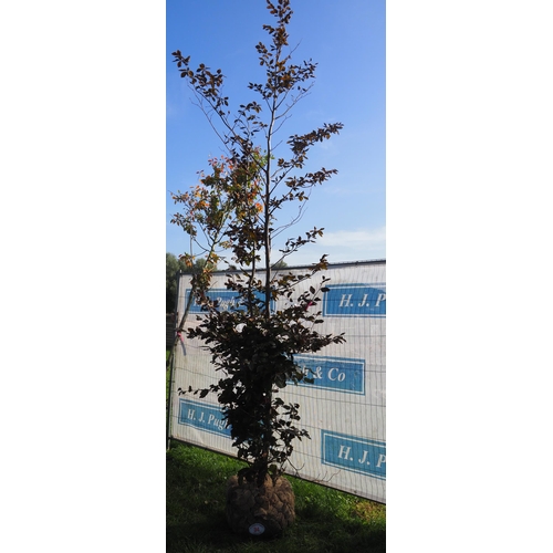 34 - Fagus Sylvatica Rootball 12ft - 1