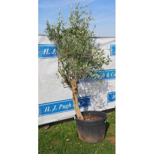 36 - Specimen olive tree 7ft - 1