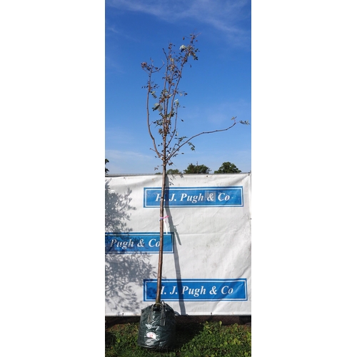 37 - Sorbus Hupehensis 11ft - 1