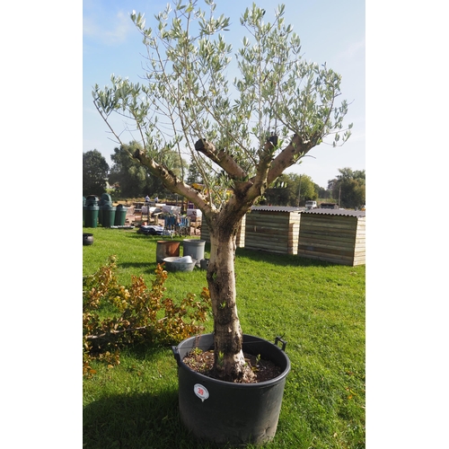 39 - Specimen olive tree 7ft - 1