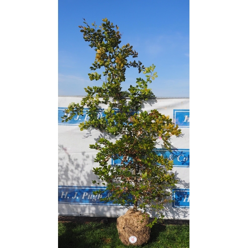 42 - Fagus Sylvatica Rootball 10ft - 1