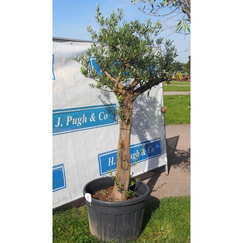 44 - Specimen olive tree 7ft - 1