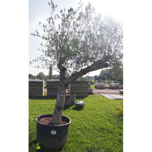45 - Specimen olive tree 9ft - 1