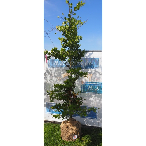 46 - Fagus Sylvatica Rootball 9ft - 1