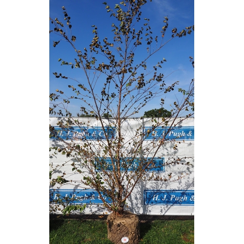 49 - Betula Rootball 10ft - 1