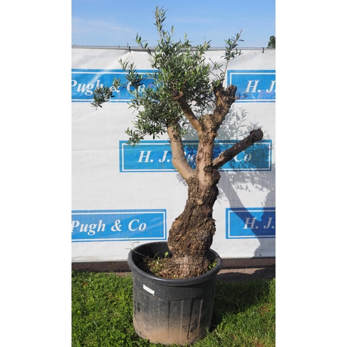 52 - Specimen olive tree 5ft - 1