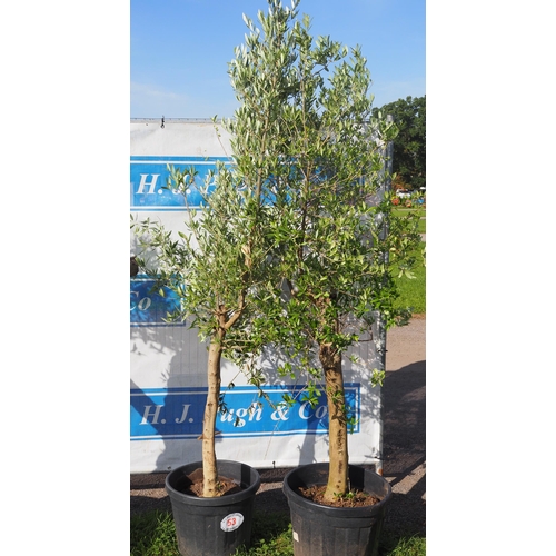 53 - Standard olive trees - 2