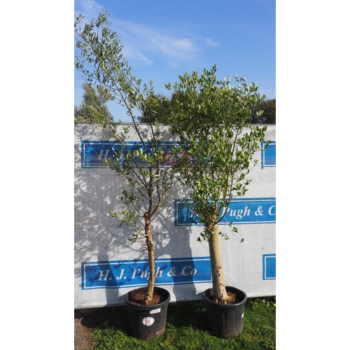 58 - Standard olive trees - 2