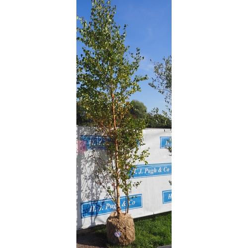 59 - Betula Pendula Rootball 12ft - 1