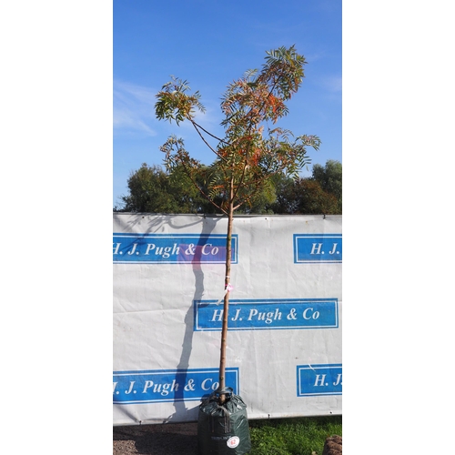 62 - Sorbus Olympic Flame 10ft - 1