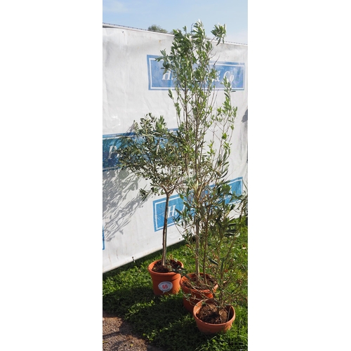 65 - Olive trees 3ft - 3