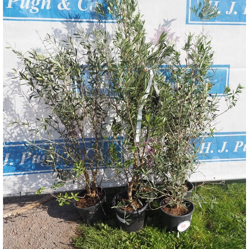 66 - Olive trees 3ft - 5