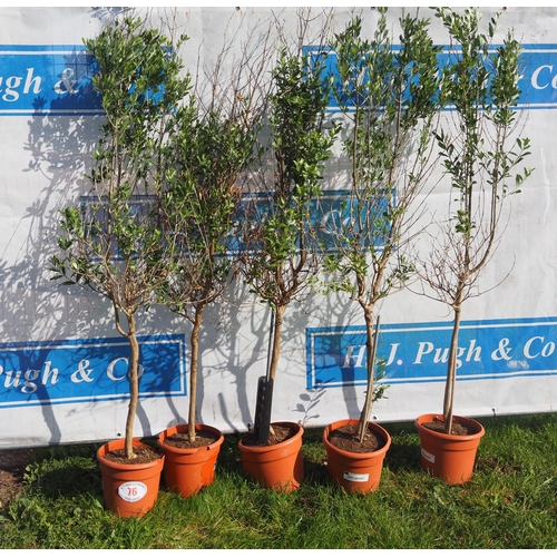 76 - Standard olive trees 5ft - 5