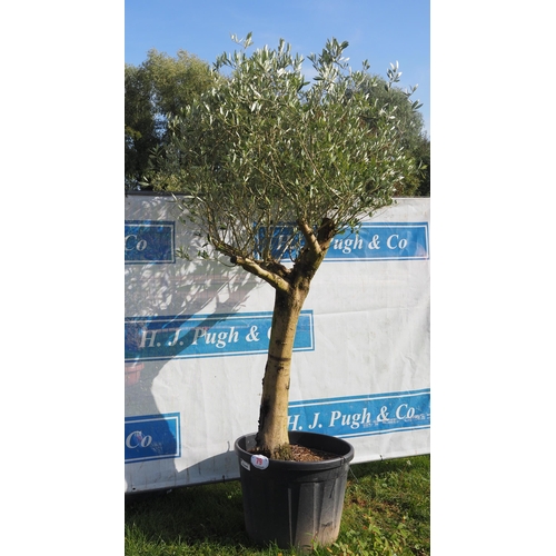 79 - Specimen olive tree 8ft - 1