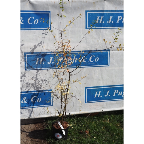 81 - Prunus Spinosa 5ft - 1