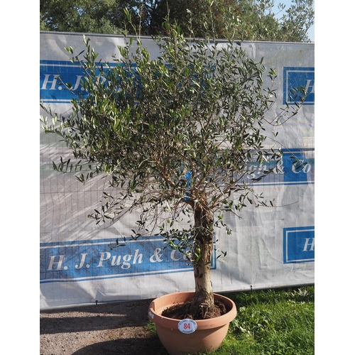 84 - Specimen olive tree 5ft - 1