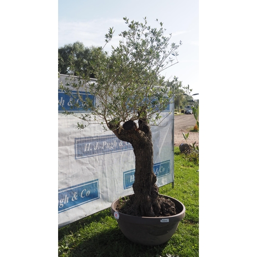 85 - Specimen olive tree 6ft - 1