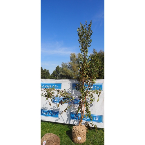 87 - Betula Fascination Rootball 10ft - 1