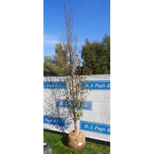 88 - Carpinus Betulus Rootball 10ft - 1