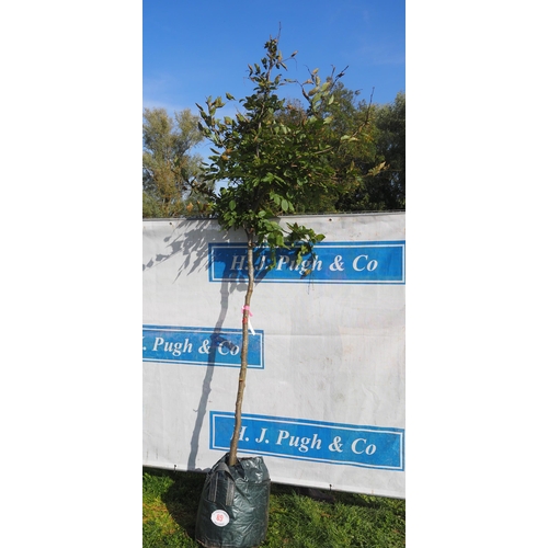 89 - Carpinus Betulus 9ft - 1