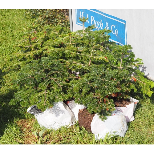 94 - Nordmann Fir Christmas trees rootball - 10