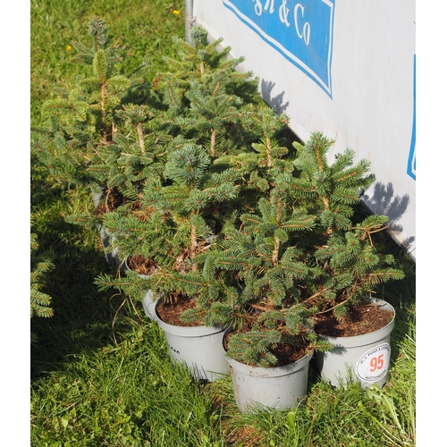 95 - Potted Blue Spruce Christmas trees - 10