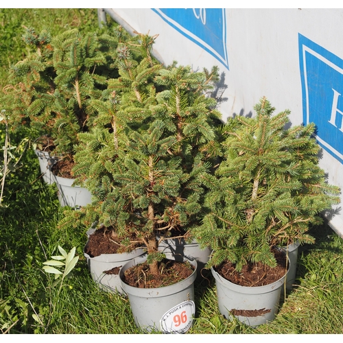 96 - Potted Blue Spruce Christmas trees - 10