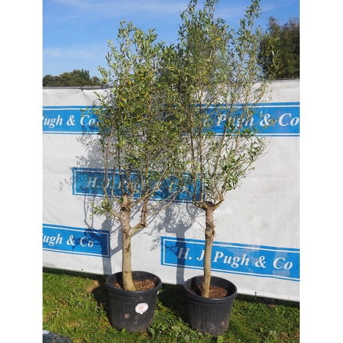 97 - Standard olive trees - 2