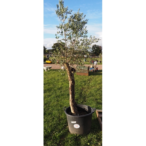 191 - Specimen olive tree 8ft