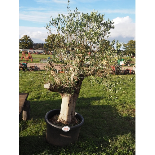 197 - Specimen olive tree 7ft