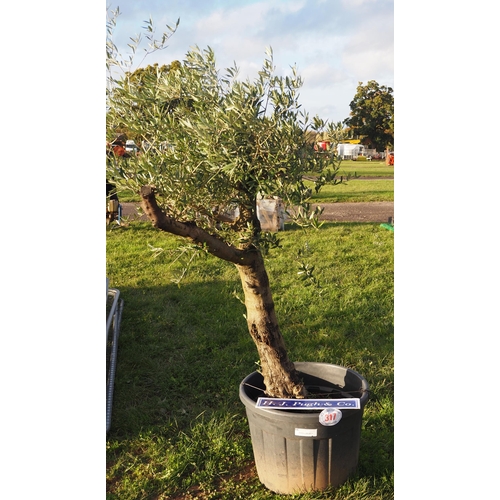 317 - Specimen olive tree 6ft