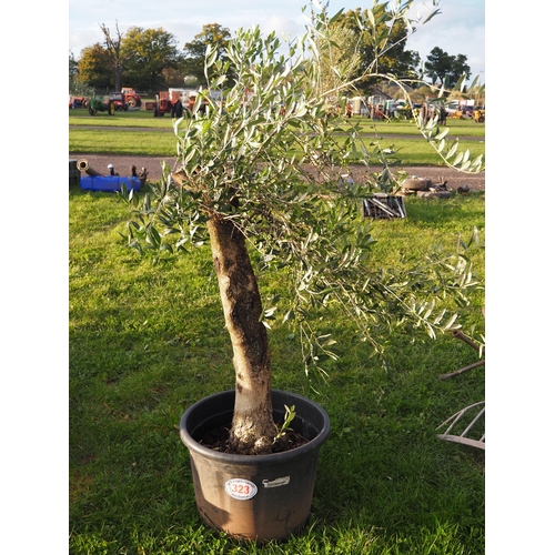 323 - Specimen olive tree 5ft