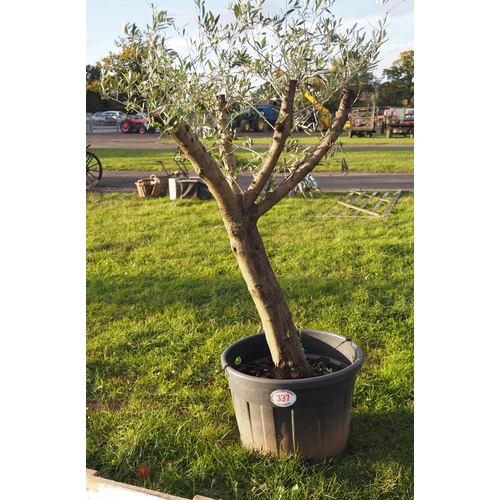 337 - Specimen olive tree 6ft