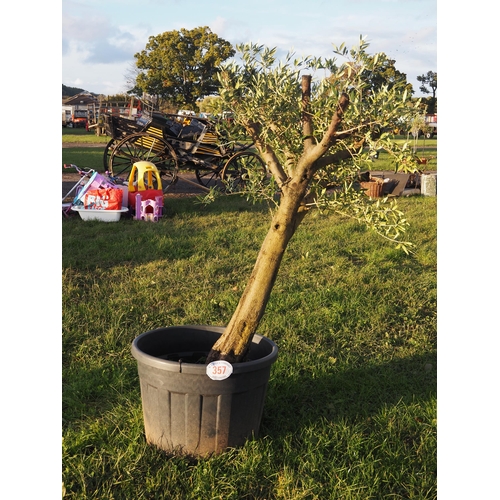 357 - Specimen olive tree 5ft