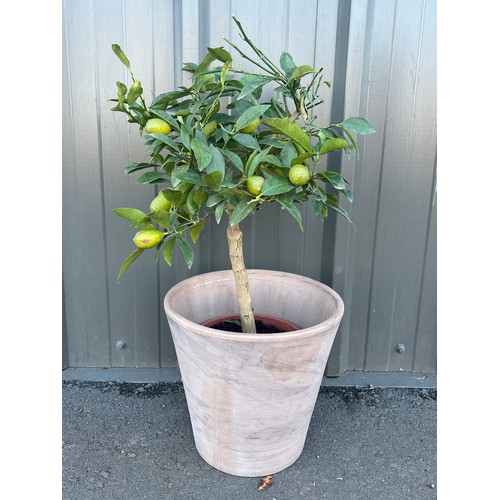 450 - Hardy Lemon tree in terracotta pot. 2ft