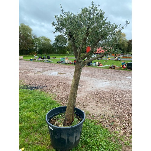 322 - Specimen olive tree 7ft