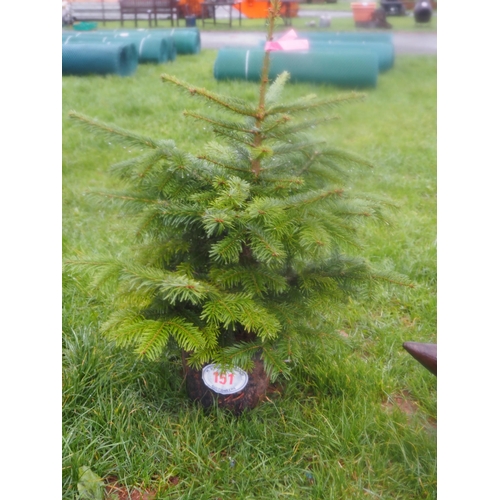 151 - Nordmann fir pot grown Christmas tree 3ft