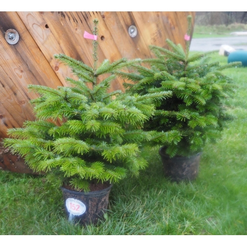 152 - Nordmann fir pot grown Christmas trees - 2