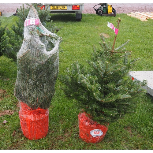 188 - Korean Fir pot grown Christmas trees 3ft - 2