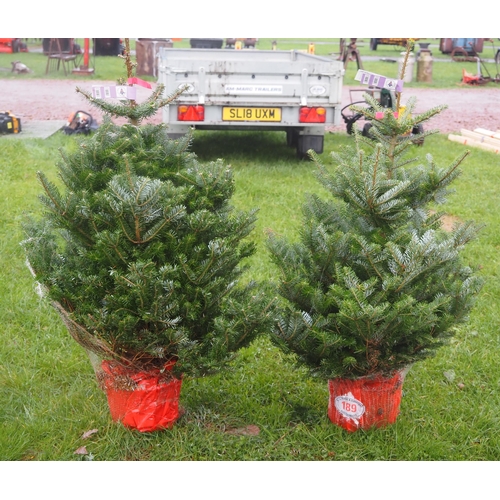 189 - Korean Fir Christmas trees 4ft - 2