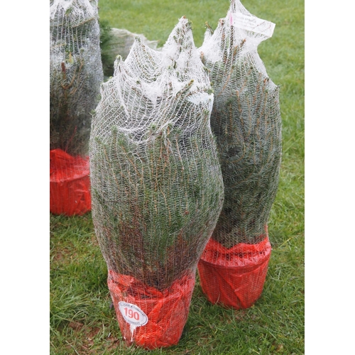 190 - Serbian Spruce Christmas trees 3ft - 2