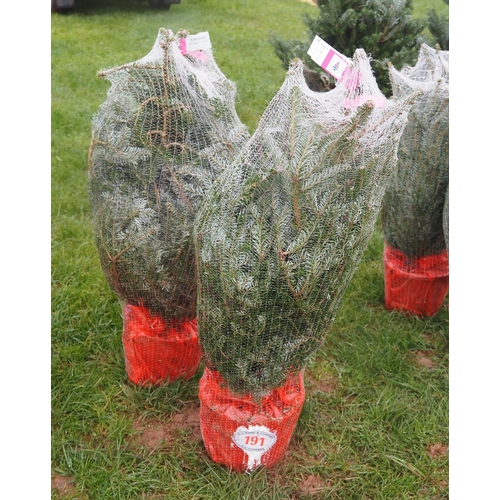 191 - Korean Fir Christmas trees 3ft - 2