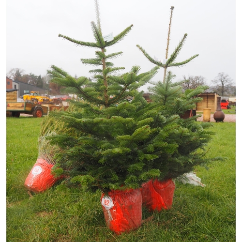 192 - Nordmann Fir Christmas trees 4ft - 2