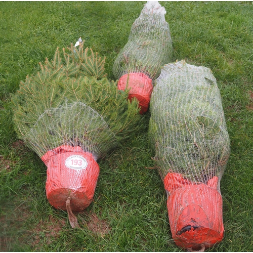 193 - Norway Spruce Christmas trees 4ft - 2