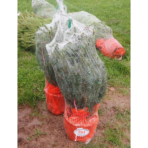 194 - Serbian Spruce Christmas trees 3ft - 2