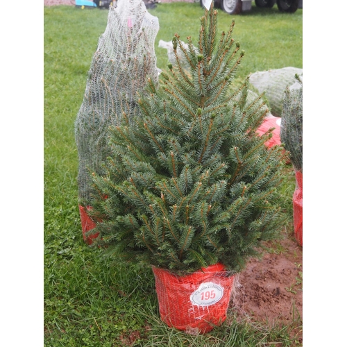 195 - Serbian Spruce Christmas trees 3ft - 2