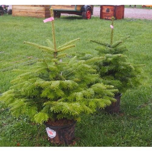 196 - Nordmann fir pot grown Christmas trees - 2