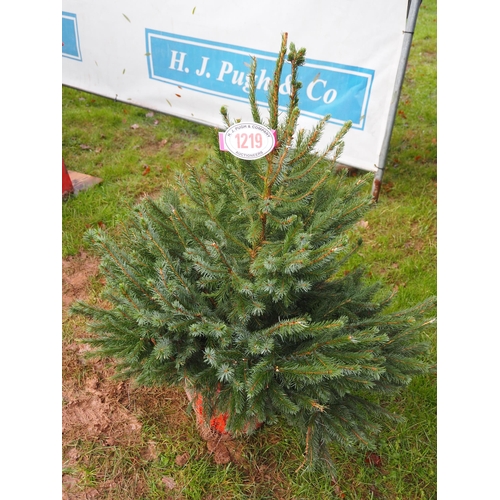 1219 - Serbian spruce pot grown Christmas tree 80/100cm